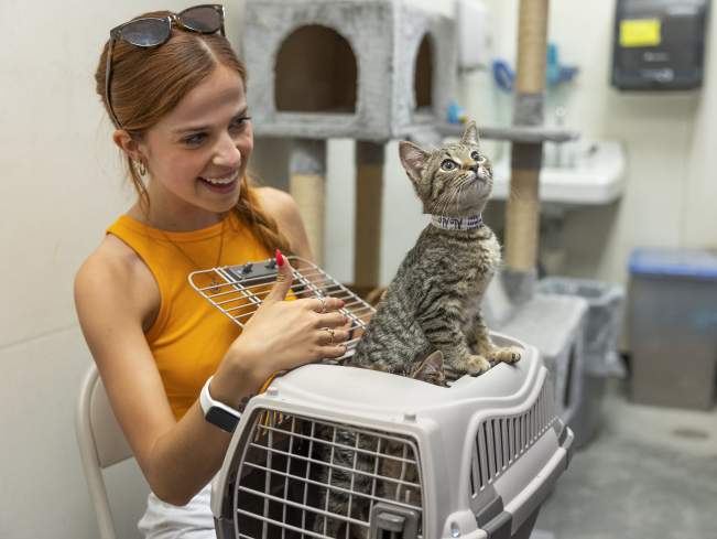 cat enrichment blog